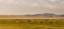 Picture of HORSES ON THEIR MOUNTAIN PASTURE AT LAKE SONG KOL 