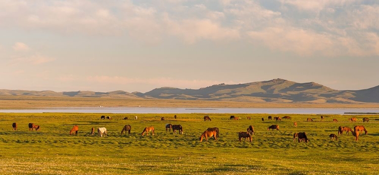 Picture of HORSES ON THEIR MOUNTAIN PASTURE AT LAKE SONG KOL 