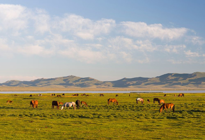 Picture of HORSES ON THEIR MOUNTAIN PASTURE AT LAKE SONG KOL 