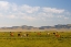 Picture of HORSES ON THEIR MOUNTAIN PASTURE AT LAKE SONG KOL 