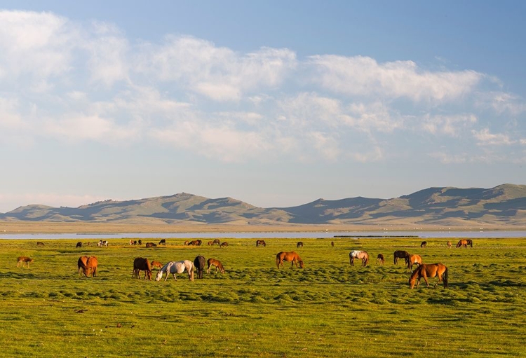 Picture of HORSES ON THEIR MOUNTAIN PASTURE AT LAKE SONG KOL 