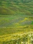 Picture of WILDFLOWER MEADOW NEAR THE MOUNTAIN ROAD FROM KAZARMAN TO MOUNTAIN PASS URUM BASCH ASHUUSU IN THE 