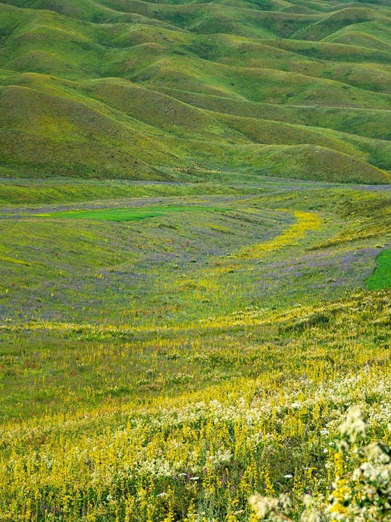 Picture of WILDFLOWER MEADOW NEAR THE MOUNTAIN ROAD FROM KAZARMAN TO MOUNTAIN PASS URUM BASCH ASHUUSU IN THE 