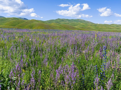 Picture of WILDFLOWER MEADOW NEAR THE MOUNTAIN ROAD FROM KAZARMAN TO MOUNTAIN PASS URUM BASCH ASHUUSU IN THE 