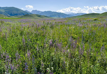 Picture of WILDFLOWER MEADOW NEAR THE MOUNTAIN ROAD FROM KAZARMAN TO MOUNTAIN PASS URUM BASCH ASHUUSU IN THE 