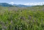 Picture of WILDFLOWER MEADOW NEAR THE MOUNTAIN ROAD FROM KAZARMAN TO MOUNTAIN PASS URUM BASCH ASHUUSU IN THE 