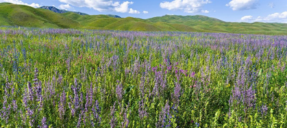 Picture of WILDFLOWER MEADOW NEAR THE MOUNTAIN ROAD FROM KAZARMAN TO MOUNTAIN PASS URUM BASCH ASHUUSU IN THE 