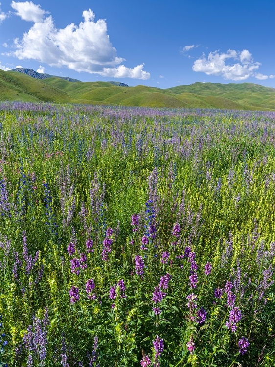 Picture of WILDFLOWER MEADOW NEAR THE MOUNTAIN ROAD FROM KAZARMAN TO MOUNTAIN PASS URUM BASCH ASHUUSU IN THE 