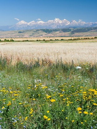 Picture of LANDSCAPE IN THE FOOTHILLS OF THE FERGANA MOUNTAIN RANGE