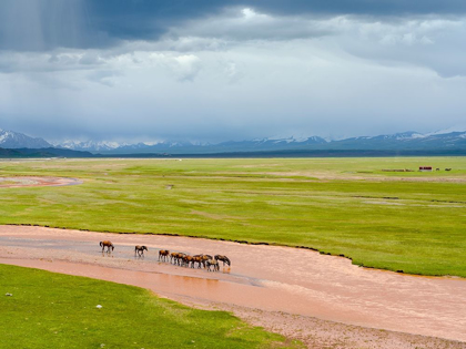 Picture of HORSES IN THE ALAY VALLEY AND THE TRANS-ALAY RANGE IN THE PAMIR MOUNTAINS 
