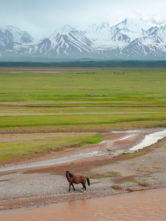 Picture of HORSES IN THE ALAY VALLEY AND THE TRANS-ALAY RANGE IN THE PAMIR MOUNTAINS 