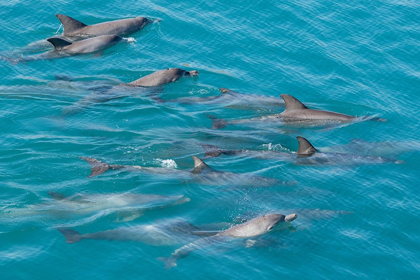 Picture of AUSTRALIA-KIMBERLEY COAST-YAMPI SOUND-BUCCANEER ARCHIPELAGO INDO-PACIFIC BOTTLENOSE DOLPHINS