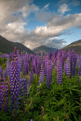 Picture of SOUTH ISLAND LUPINE BLOOMING IN VALLEY