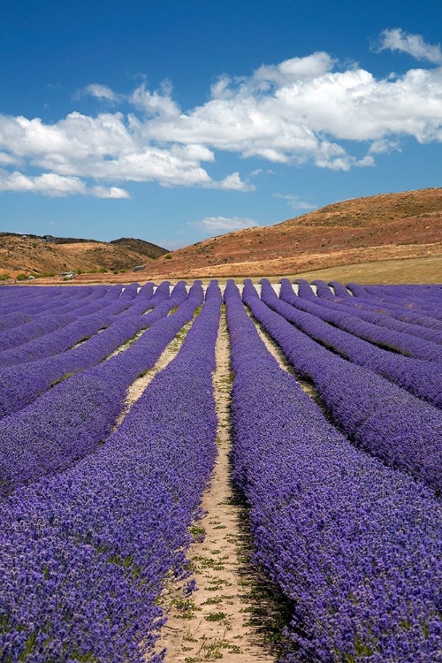 Picture of NEW ZEALAND ALPINE LAVENDER-NEAR TWIZEL-MACKENZIE COUNTRY-CANTERBURY