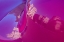 Picture of REFLECTION OF BUILDINGS IN TRUNK OF HOT PINK CLASSIC AMERICAN OLDSMOBILE HAVANA-CUBA