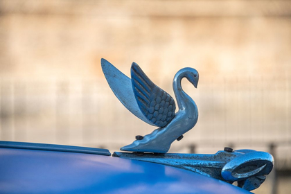 Picture of CLOSE-UP OF A SWAN HOOD ORNAMENT ON A CLASSIC BLUE AMERICAN CAR IN VIEJA-OLD HABANA-HAVANA-CUBA