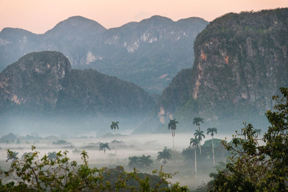 Picture of MORNING FOG RISES FROM THE PALM TREE LINED VINALES VALLEY-CUBA