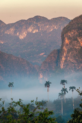 Picture of MORNING FOG RISES FROM THE PALM TREE LINED VINALES VALLEY-CUBA