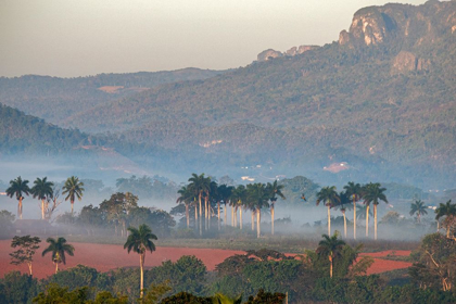 Picture of MORNING FOG RISES FROM THE PALM TREE LINED VINALES VALLEY-CUBA