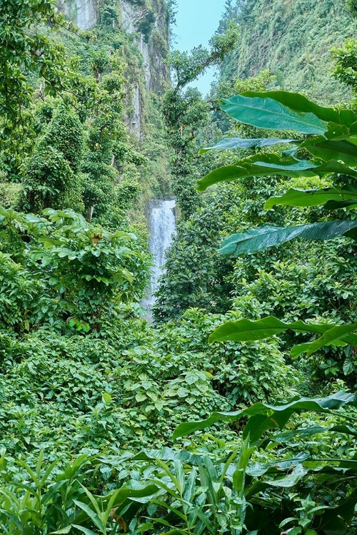 Picture of CARIBBEAN-WEST INDIES-DOMINICA ISLAND ONE OF DOMINICAS MOST POPULAR NATURAL ATTRACTIONS