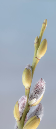 Picture of WASHINGTON STATE-SEABECK PUSSY WILLOWS CLOSE-UP