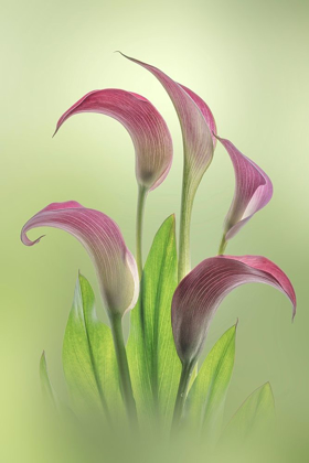 Picture of WASHINGTON STATE-SEABECK CALLA LILY FLOWERS CLOSE-UP