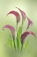 Picture of WASHINGTON STATE-SEABECK CALLA LILY FLOWERS CLOSE-UP