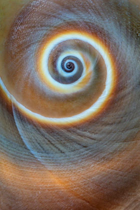Picture of WASHINGTON STATE-SEABECK SPIRAL SEA SHELL CLOSE-UP
