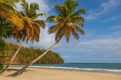 Picture of CARIBBEAN-GRENADA-GRENADINES PALM TREES AND OCEAN AT LA SAGESSE BEACH
