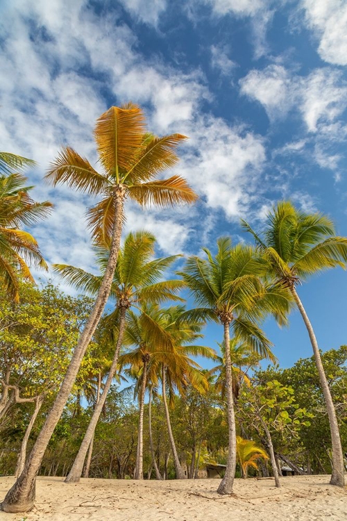 Picture of CARIBBEAN-GRENADA-MAYREAU ISLAND BEACH AND PALM TREES