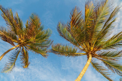Picture of CARIBBEAN-GRENADA-MAYREAU ISLAND PALM TREES AGAINST SKY