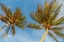 Picture of CARIBBEAN-GRENADA-MAYREAU ISLAND PALM TREES AGAINST SKY