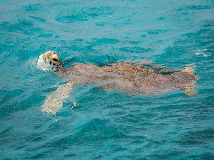 Picture of CARIBBEAN-GRENADA-TOBAGO CAYS GREEN SEA TURTLE IN WATER