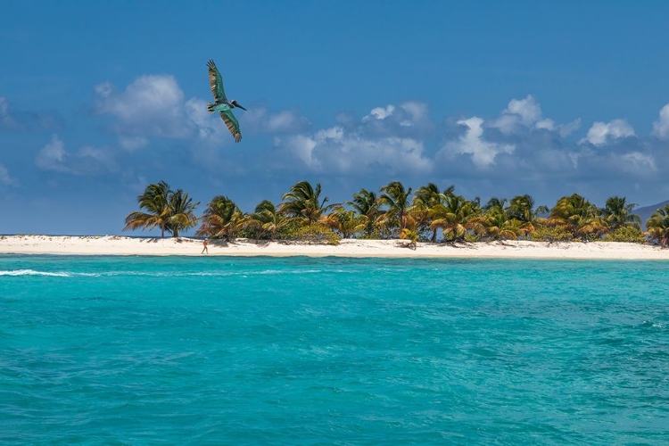 Picture of CARIBBEAN-GRENADA-SANDY ISLAND PELICAN FLIES OVER OCEAN SHORE