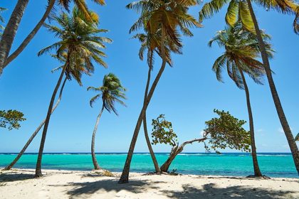 Picture of FRENCH WEST INDIES-GUADELOUPE MARIE-GALANTE ISLAND-PART OF FRANCE BEACH AT CAPESTERRE 