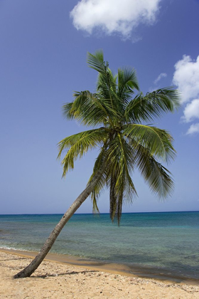 Picture of PUERTO RICO-VIEQUES COCONUT PALM TREE ON GREEN BEACH