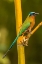 Picture of CARIBBEAN-TOBAGO MOTMOT BIRD ON LIMB 