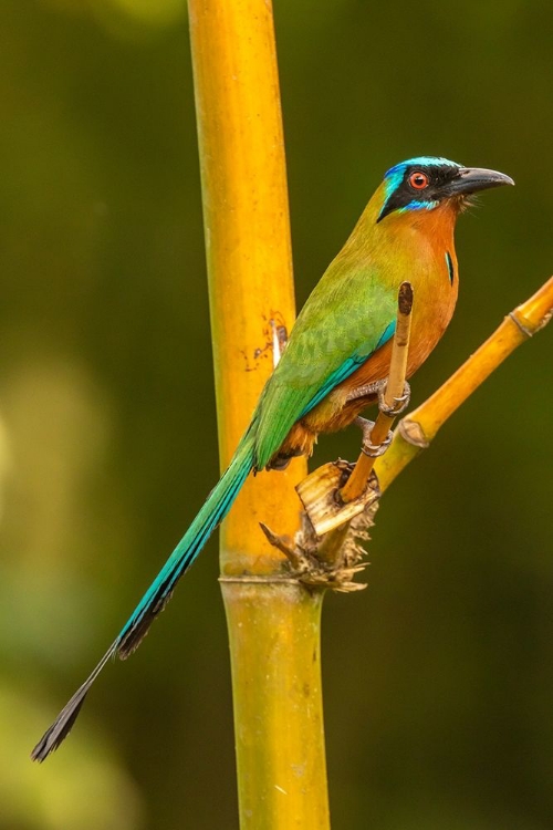 Picture of CARIBBEAN-TOBAGO MOTMOT BIRD ON LIMB 