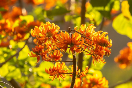 Picture of CARIBBEAN-TOBAGO CLOSE-UP OF FLAME TREE BLOSSOMS 