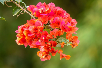 Picture of CARIBBEAN-TOBAGO CLOSE-UP OF BOUGAINVILLEA BLOSSOMS BLOSSOM