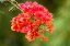 Picture of CARIBBEAN-TOBAGO CLOSE-UP OF BOUGAINVILLEA BLOSSOMS BLOSSOM