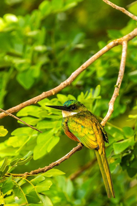 Picture of CARIBBEAN-TOBAGO RUFOUS-TAILED JACAMAR BIRD ON LIMB 