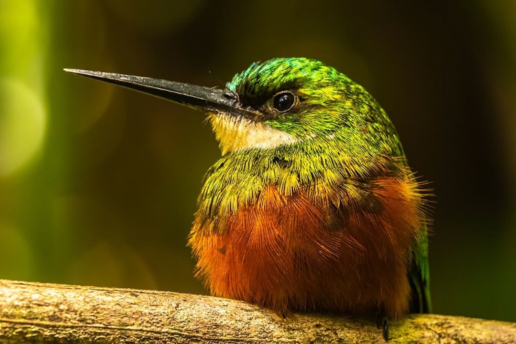 Picture of CARIBBEAN-TOBAGO RUFOUS-TAILED JACAMAR BIRD ON LIMB 