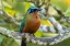 Picture of CARIBBEAN-TOBAGO MOTMOT BIRD ON LIMB 