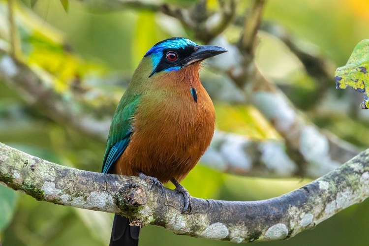 Picture of CARIBBEAN-TOBAGO MOTMOT BIRD ON LIMB 