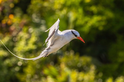 Picture of CARIBBEAN-LITTLE TOBAGO ISLAND RED-BILLED TROPICBIRD IN FLIGHT 