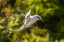 Picture of CARIBBEAN-LITTLE TOBAGO ISLAND RED-BILLED TROPICBIRD IN FLIGHT 