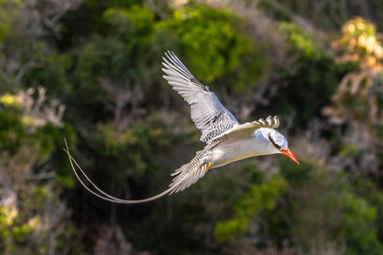 Picture of CARIBBEAN-LITTLE TOBAGO ISLAND RED-BILLED TROPICBIRD IN FLIGHT 