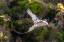 Picture of CARIBBEAN-LITTLE TOBAGO ISLAND RED-BILLED TROPICBIRD IN FLIGHT 