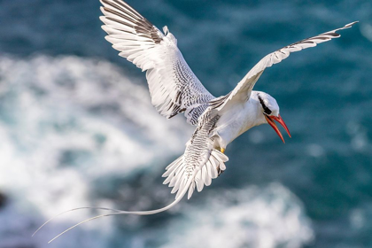 Picture of CARIBBEAN-LITTLE TOBAGO ISLAND RED-BILLED TROPICBIRD IN FLIGHT 